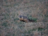 badger