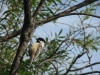 blackcapchickadee