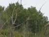 cedarwaxwing1