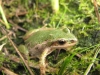 chorusfrog2