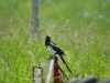 magpie