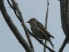 pinesiskin2