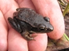 woodfrog1_0