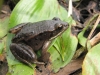 woodfrog2