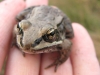 woodfrog3