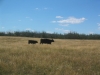 cowcalf1