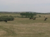 cowsgrazing