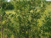 chokecherry2