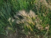 foxtail