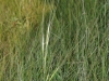 needlegrass