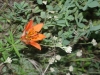 tiger-lily