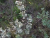 wolfwillow