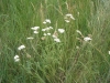 yarrow